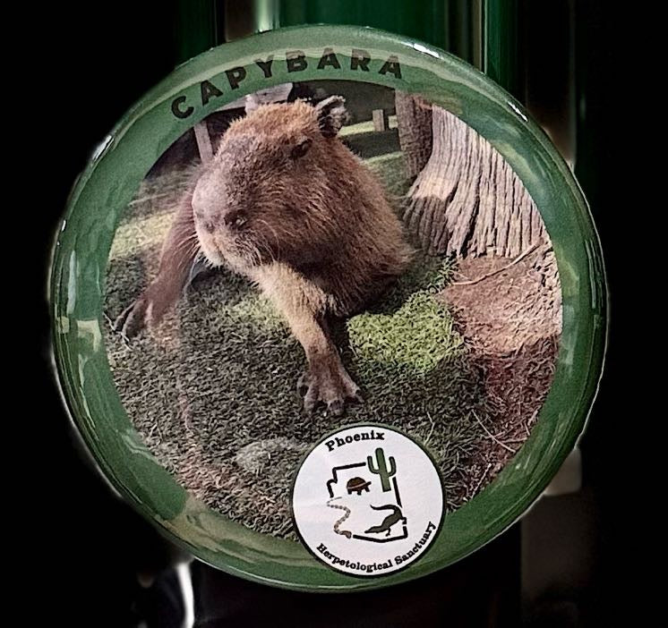 Magnet- Capybara