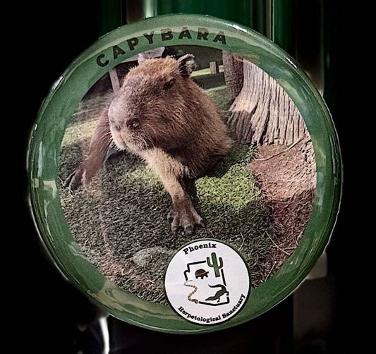 Magnet- Capybara